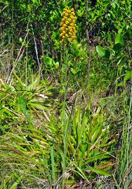 Image result for Xyris natalensis