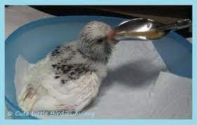 Budgie Hand Feeding And Weaning Guide Budgies Budgie Food Baby Feeding