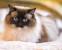 Ragdoll Cat Colors