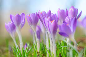 Crocus Flower Meaning Flower Meaning Crocus Flower Flower Meanings Purple Flowers