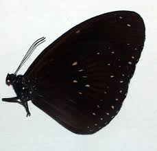 Image result for Eulophia leachii