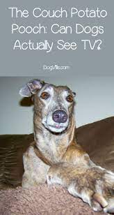Couch Potato Pooch Can Dogs Actually See Tv Dogvills Training Your Dog Irish Dog Breeds Your Dog