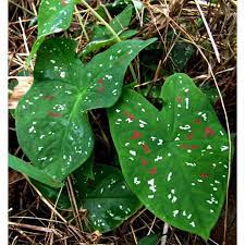 Just search for cean's forest). Buy Florida Clown Caladium Keladi Seetracker Malaysia