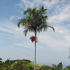 Image result for Carpentaria