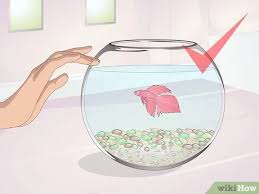 12 how high can betta fish jump? How To Teach Your Betta To Jump 11 Steps With Pictures