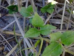 Image result for Vigna oblongifolia