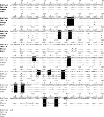 A milks are good,it depends on your physical condition which one suites,in some cases goat milk is good,in some cases camel milk is good and in some cow or buffalo.only thing in india mostly keep cow or buffalo so we. Molecular Characterization And Prokaryotic Expression Of Buffalo Bubalus Bubalis Interleukin 6 Sciencedirect