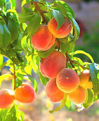 Contender Peach Dwarf Fruit Trees Peach Fruit Peach Trees
