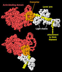 Myosin - Proteopedia, Life In 3D