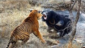 Ontario needs to 'massively scale u. 900 Gambar Harimau Vs Ular Hd Gratis Infobaru
