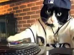 Dj Kitty Were You The First Gatos Perros