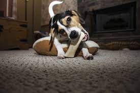 Can Dogs Eat Lamb Bones Animalso
