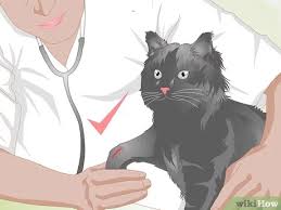 Like remodeling your house, a cats bones continuously reshape themselves.adding. How To Treat Fractures In Cats 11 Steps With Pictures Wikihow Pet