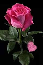 Untitled Hybrid Tea Roses Rose Flower Flowers