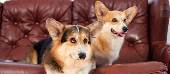 Check spelling or type a new query. How To Stop Your Dog From Whining Pet Side