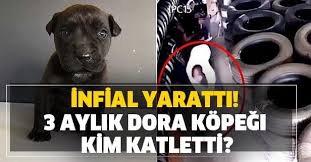 Infial Yaratti 3 Aylik Dora Kopegi Kim Katletti Dora Kopek Katili Yakalandi Mi Takvim