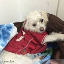 Need help deciding where to stay with your dog? Pet Sitting Noe Valley San Francisco California Find Cat Dog Sitters Petsitter