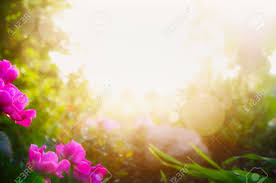 From 3 songs we recorded with adam when we were in melbourne by skegss. Blurred Garden Or Park Background With Pink Flowers And Sunshine Stock Photo Picture And Royalty Free Image Image 41023022