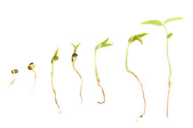 Pembudidayaan kacang ijo banyak dilakukan di berbagai daerah di seluruh indonesia mengingat tingginya jumlah permintaan pasar konsumen. Diagram Siklus Hidup Tanaman Kacang Tanah Berbagi Tanam