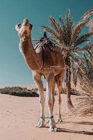 All things to do in merzouga. Pin On Zanzimoyo S Travel Photography