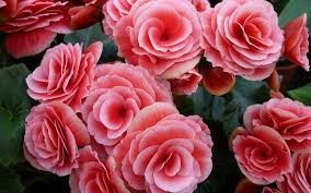 Check spelling or type a new query. Begonia Flower Meaning Symbolism And Colors