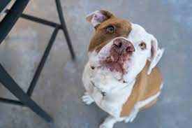 We Suddenly Lost Our Dog To Hemangiosarcoma La Jolla Mom