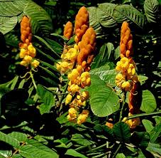 Image result for Senna alata