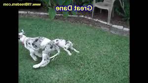 Download and use 10,000+ lab puppies for sale in ct craigslist stock photos for free. Siberian Husky Puppies For Sale In Tn Craigslist