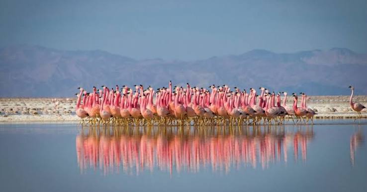 Planet Earth II' Recap: The One With the Mountains