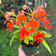 Image result for Habenaria kilimanjari