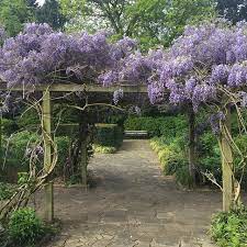 The Wisteria Is Out On Peckham Rye And Alls Right With The World Wisteria Instagram World