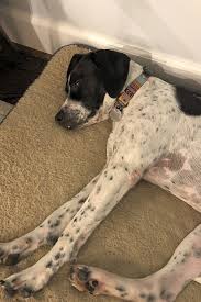 Maybe you would like to learn more about one of these? 7 Lovable Pups To Adopt Now In Nashville