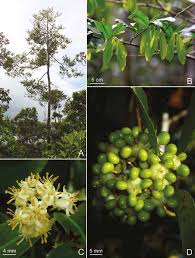 Image result for Brackenridgea