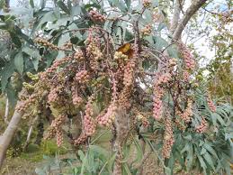 Image result for Cussonia corbisieri