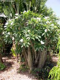 Image result for Pachypodium
