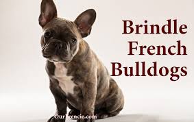 Most french bulldogs are friendly with children. Brindle French Bulldog What You Should Know Ourfrenchie