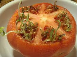 They often have few external symptoms. Seeds Sprouting Inside A Tomato Uconnladybug S Blog