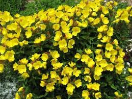 Image result for Primrose Yellow 1958 Admiral