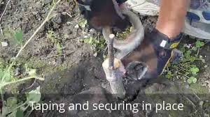 Résultat de recherche d'images pour "tree trunk repair grafts"