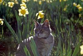 Pin On Dancexchange Cats