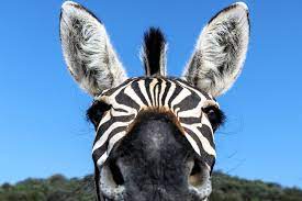 Animals are a major group of organisms, classified as the kingdom animalia or metazoa. Five Animals That Could Help Us Beat Human Diseases