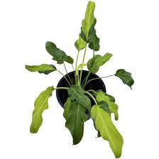 Image result for Thaumatophyllum