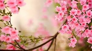 Fonds D Ecran Printemps Qui Vont Inspirer Votre Journee Archzine Fr Fond Ecran Printemps Fleurs Printemps Arbre De Printemps