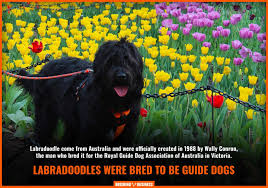1055 hamburg turnpike wayne, nj 07470. How To Breed Labradoodles History Health Best Practices Faq