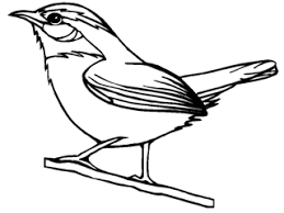 Carolina Wren Sc State Bird South Carolina Art Wildflower Drawing Bird Coloring Pages
