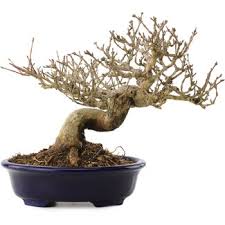 Image result for Premna senensis