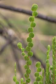 Image result for Cliffortia