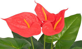 Tra le principali specie rampicanti, perfette per i muri di divisione, ci sono la bouganville, la passiflora, l'edera, il glicine e il gelsomino. Fino A 48 Su Piante Artificiali Fiorite Groupon