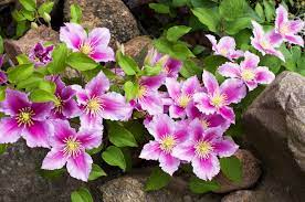 We did not find results for: How To Grow Clematis Van Meuwen