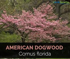 Department of agriculture hardiness zones 8 and 9. American Dogwood Facts And Uses